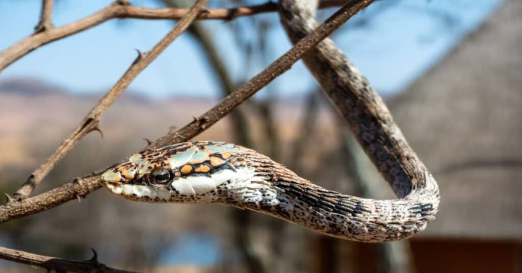 Twig snakes are characterized by thin, elongated bodies, with extremely long tails and a sharply triangular-shaped head.