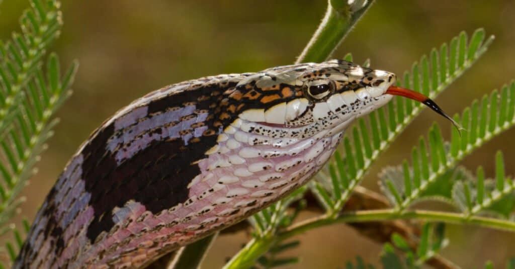 The head of the Twig snake is elongated, with large eyes and horizontal pupils.