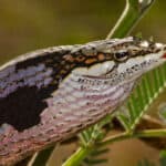 Twig snake