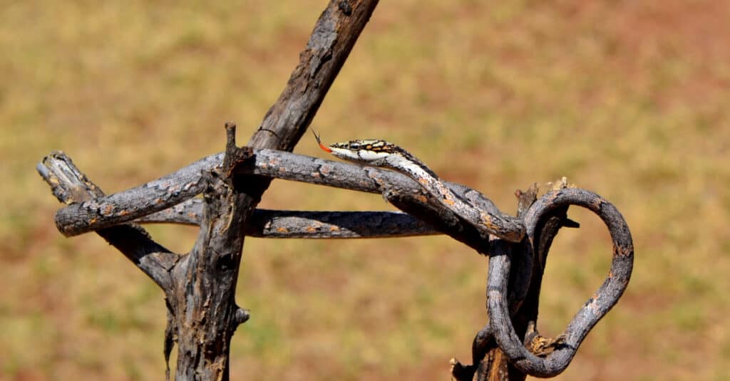 Twig Snake can have black and/or white patterning or can be solid in color.