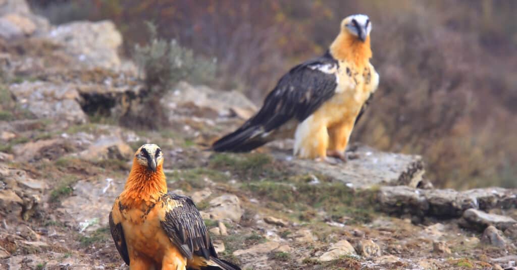 two bearded vultures on rocks