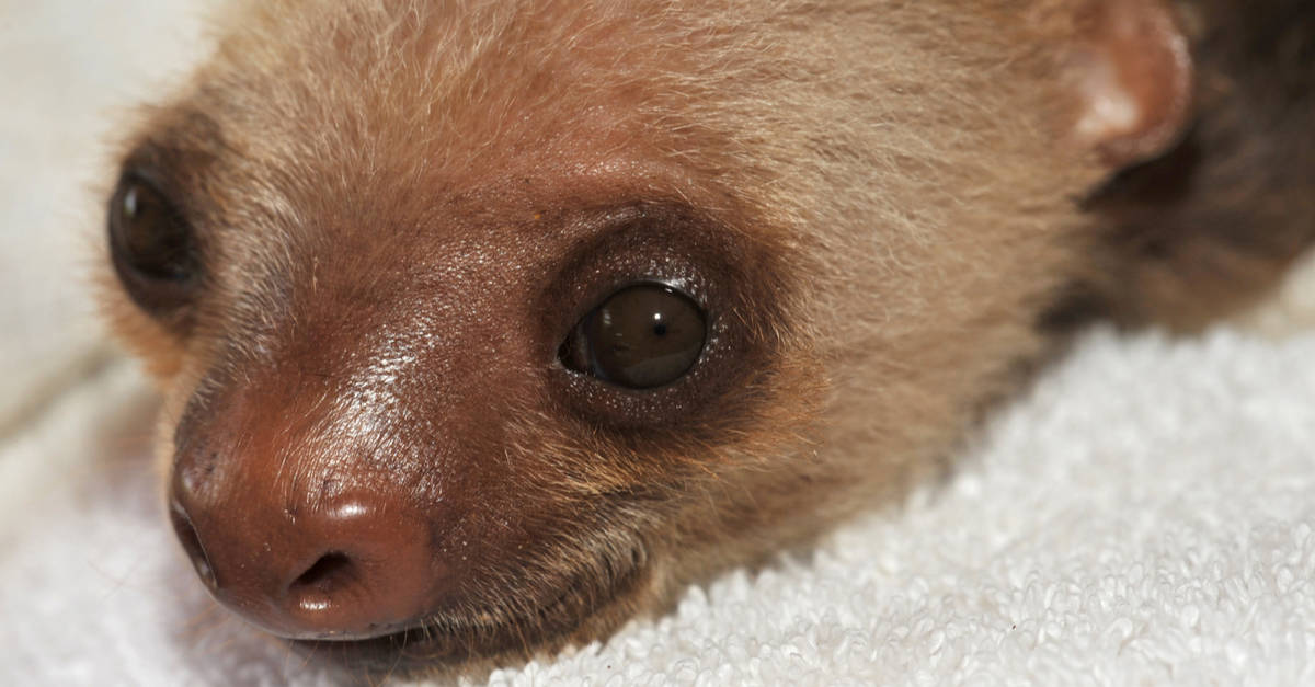 Baby unau, or two toed sloth, in Costa Rica.