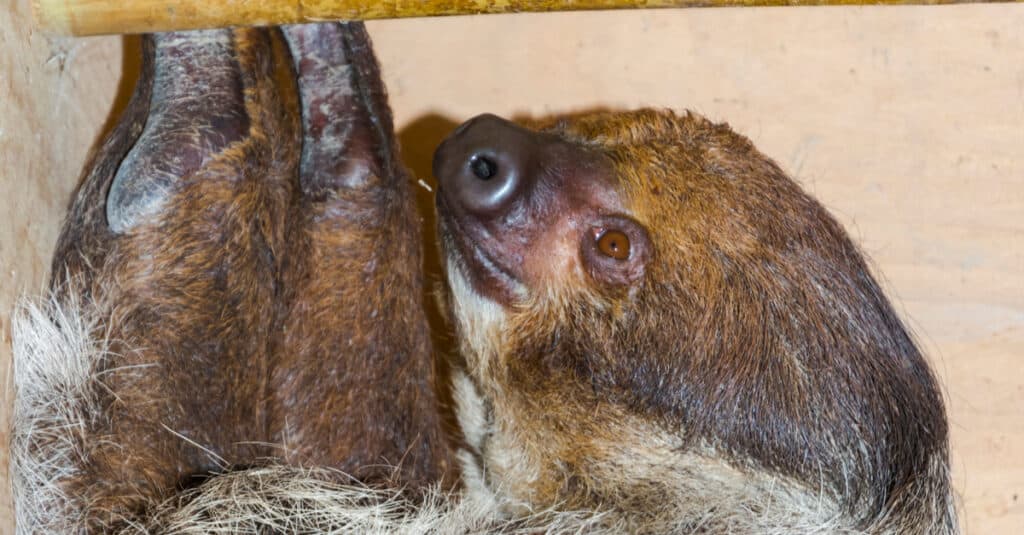 Linnaeus' two-toed sloth or unau at the zoo.