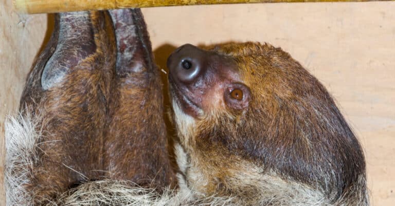 Linnaeus s two-toed sloth or unau in a zoo.