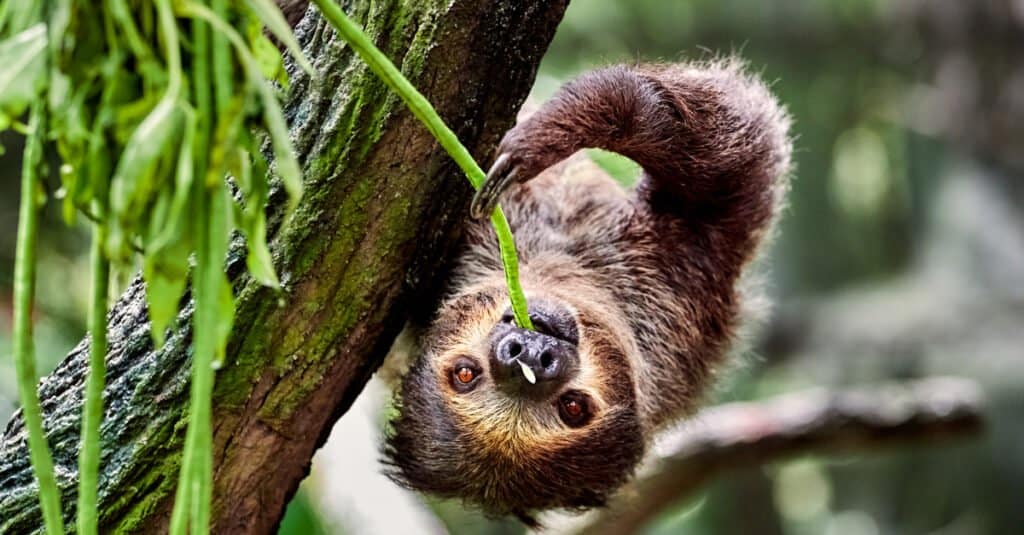 Unau hanging on a tree and eating leaves.