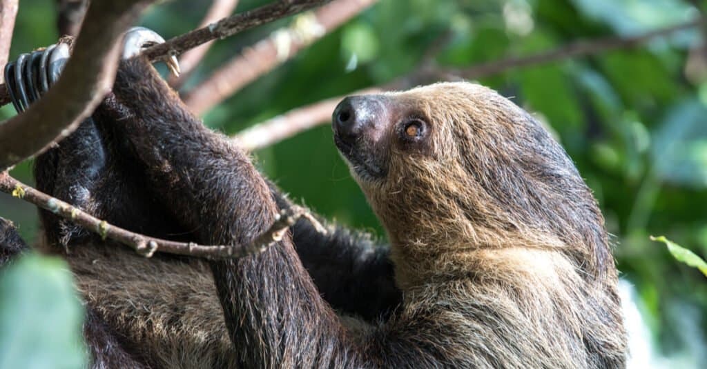 A relaxed sleepy Unau, Linnaeus's two-toed sloth (Choloepus didactylus) hanging in tree canopy.