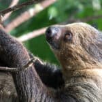 Linnaeus's two-toed sloth