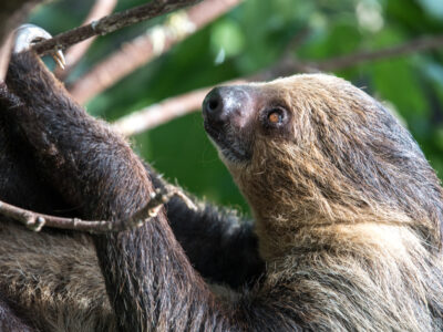 A Unau (Linnaeus’s Two-Toed Sloth)