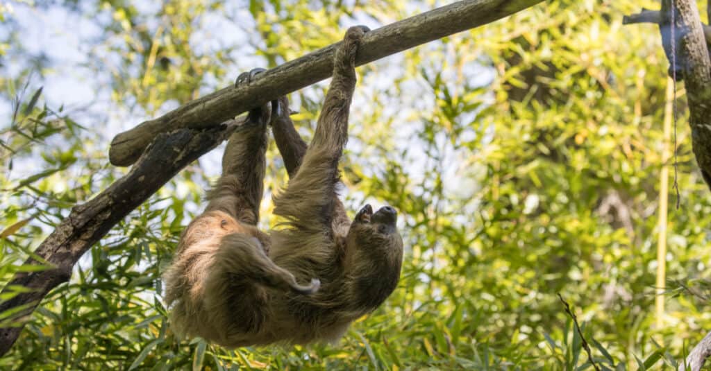 Unau, Linnaeus's two-toed sloth (Choloepus didactylus) in a tree.