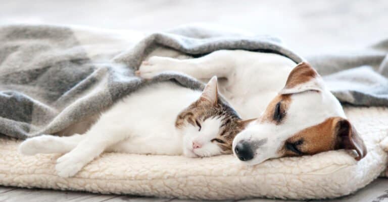 Waterproof pet blanket