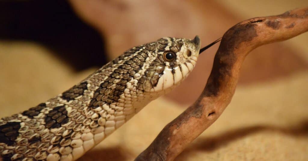 Batı Hognose yılanlarının burnunun ucunda, kumu ve gevşek toprağı kazmalarına yardımcı olan kalkık bir pul bulunur.