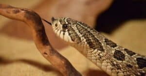 8 Snakes That Don’t Bite, Usually Picture
