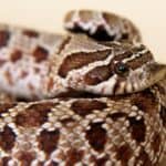 Western hognose snake