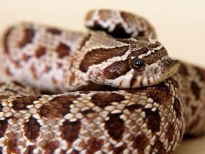 A Western Hognose Snake