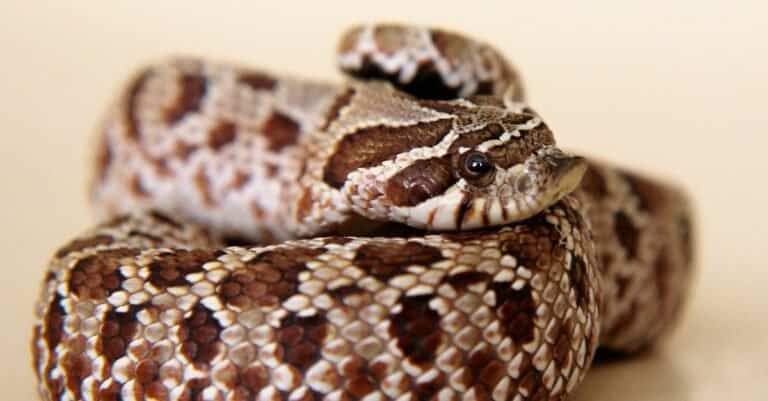 The Western Hognose Snake has a thick body and is slightly smaller than the Eastern Hognose.