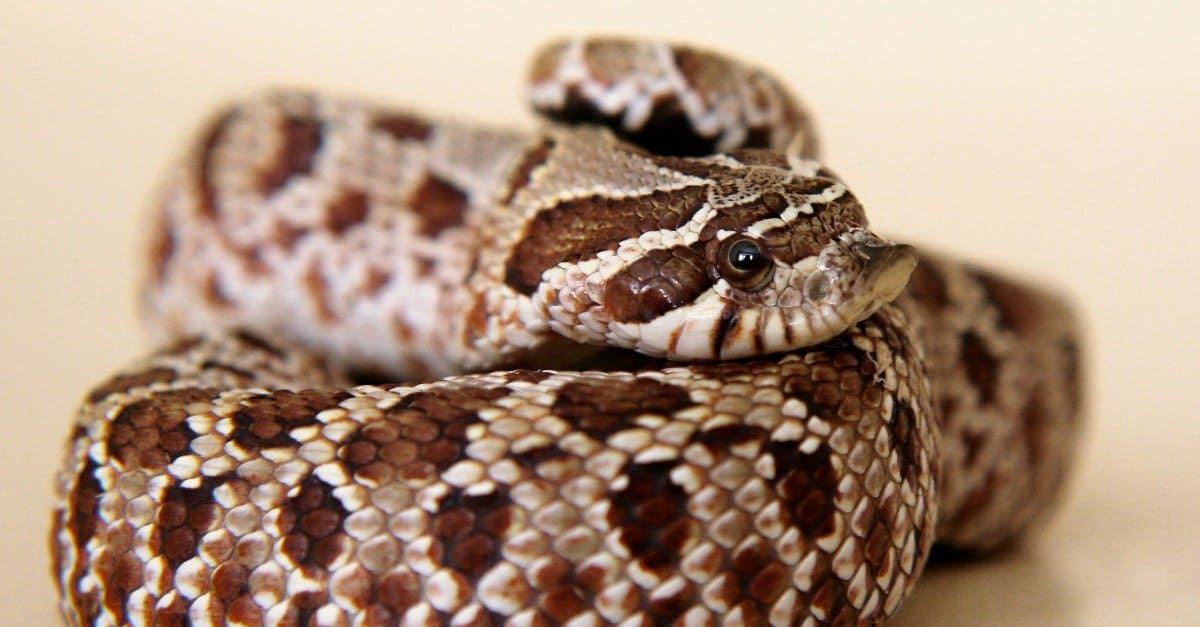 Hognose Snake Size Comparison: Just How Big Do The