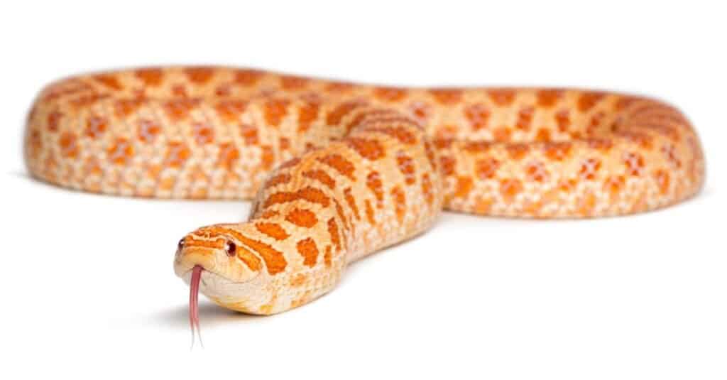 Western hog-nosed snake, Heterodon nasicus against white background