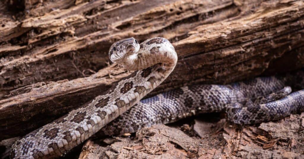 Closeup of a western hognose snake, Heteroden nasicus, on old wood of a tree. The snake has a brown or tan body with 35 to 40 darker splotches as camouflage.