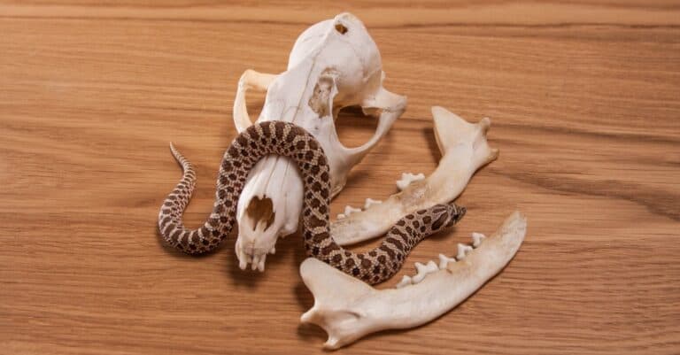 Heterodon nasicus, Western hog-nosed snake with fox skull. They are roughly three feet in length with males being slightly smaller than females.