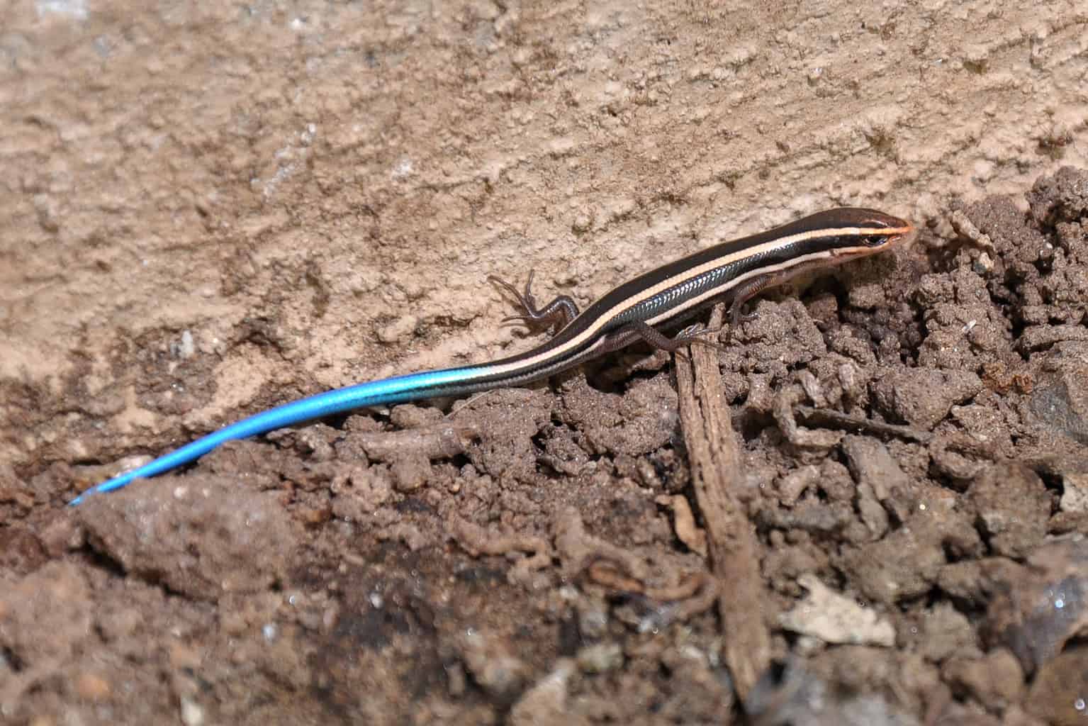 Image showcasing What Do Baby Snakes Eat? Discover 40 Common Foods - A-Z Animals