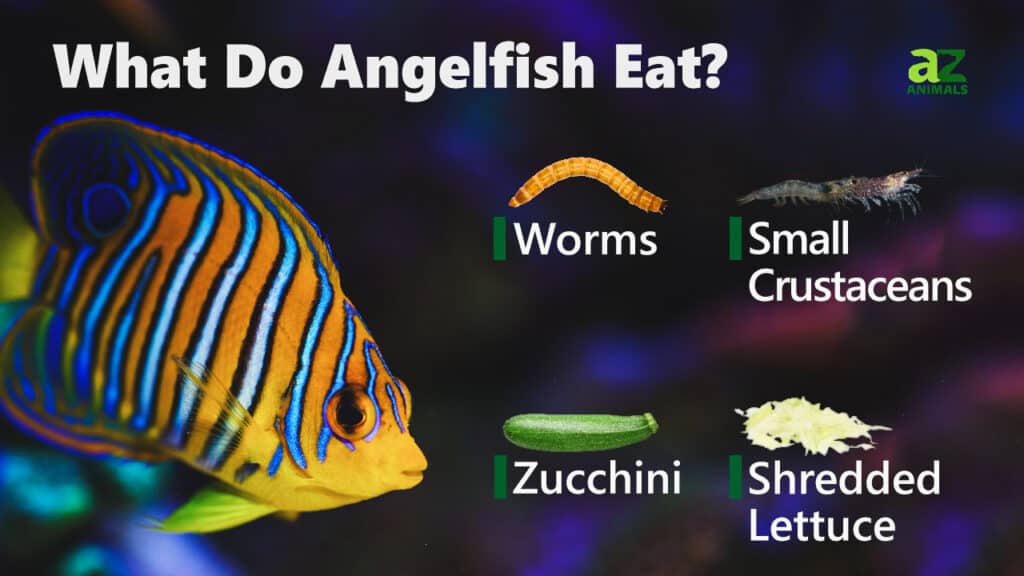 marine angelfish food