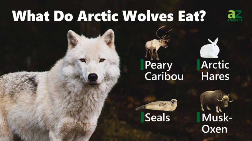 What Do Arctic Wolves Eat
