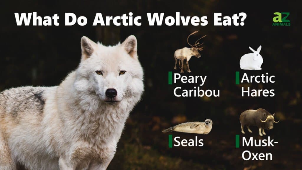 what animals eat arctic wolf