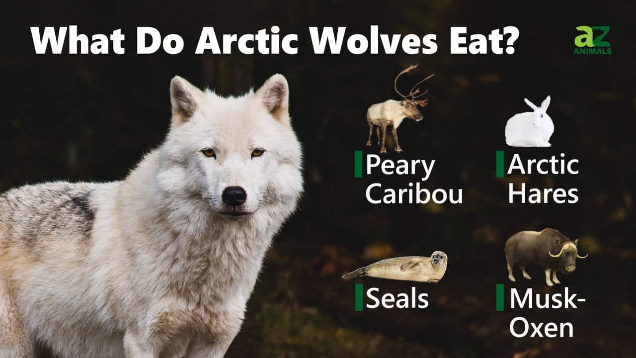 What Do Arctic Wolves Eat? - A-Z Animals