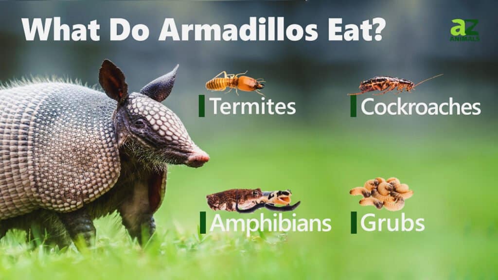 What Do Armadillos Eat