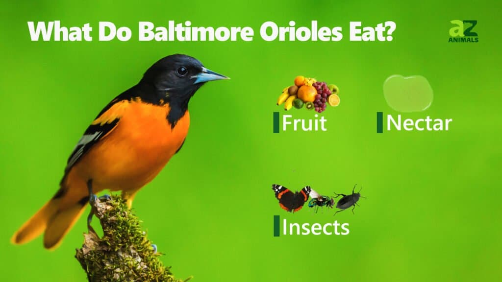 What Do Baltimore Orioles Eat