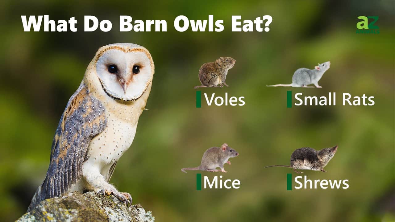 What Do Barn Owls Eat? 25 Foods They Consume - A-Z Animals