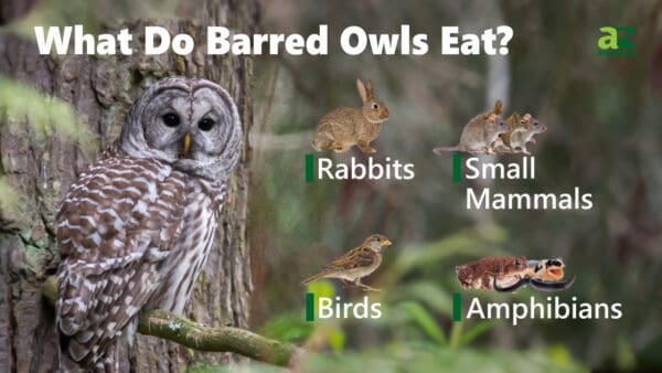 What Do Barred Owls Eat? 9 of their Favorite Foods - A-Z Animals