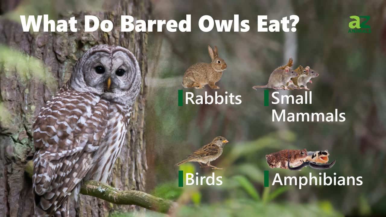 What Do Barred Owls Eat? 9 of their Favorite Foods AZ Animals