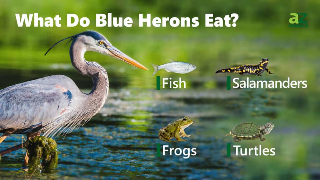 What Do Blue Herons Eat