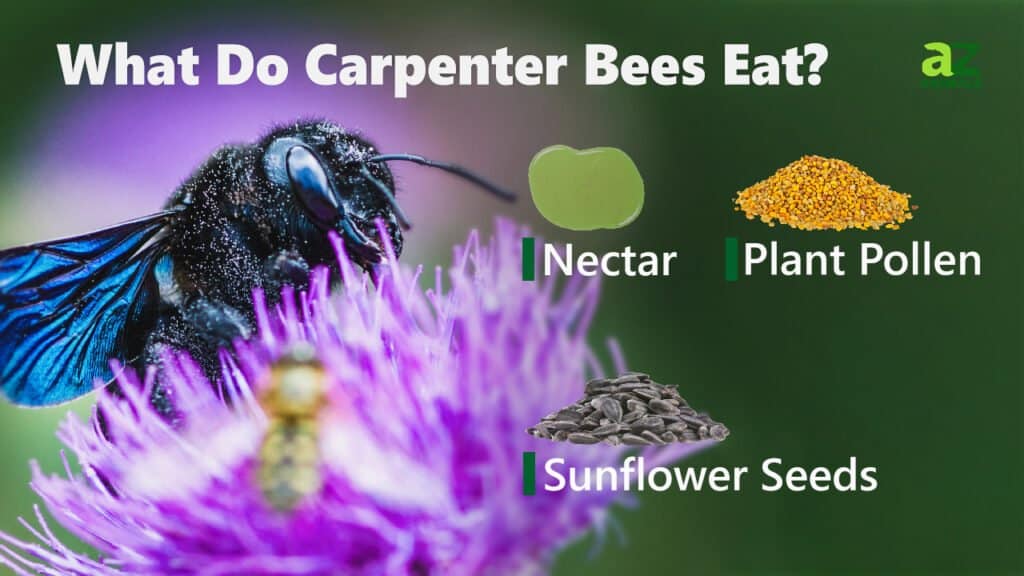 What DO Carpenter Bees Eat