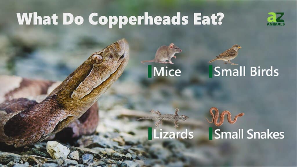 What Do Copperheads Eat