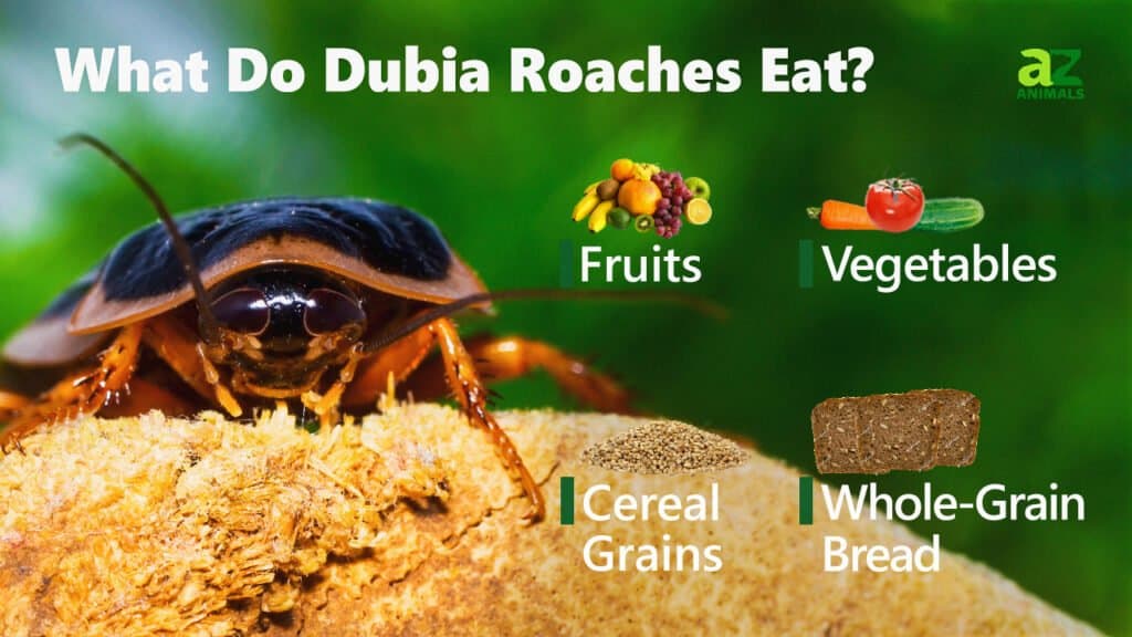 What Do Dubia Roaches Eat