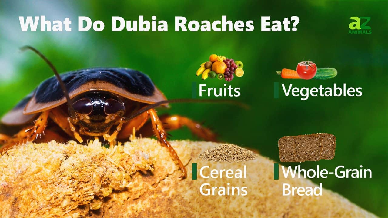 Dubia roaches choose board