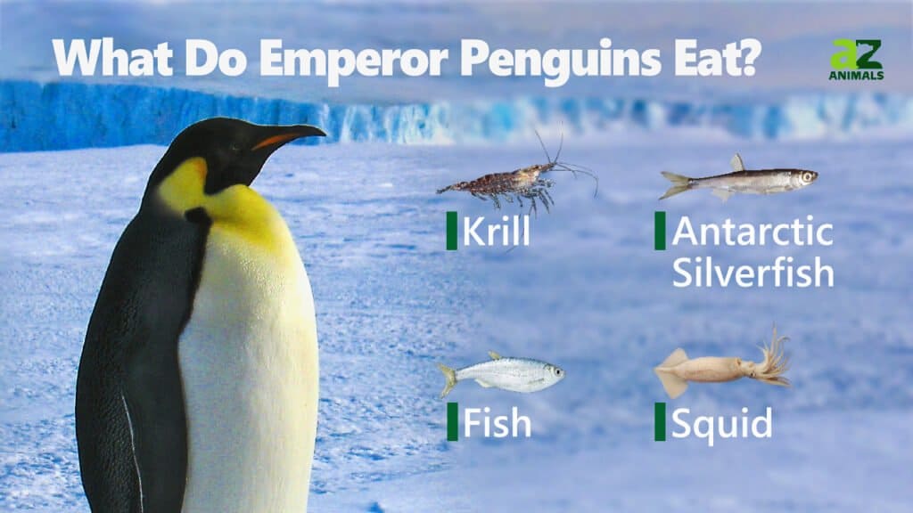 Penguin Eating Krill