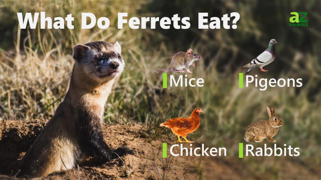 What Do Ferrets Eat? AZ Animals