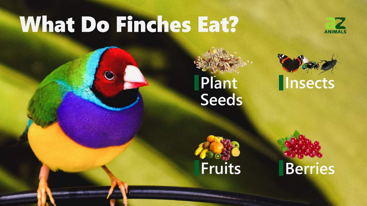 What Do Finches Eat? AZ Animals