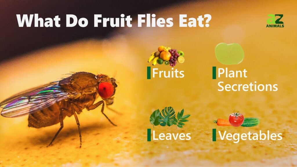 What Do Fruit Flies Eat