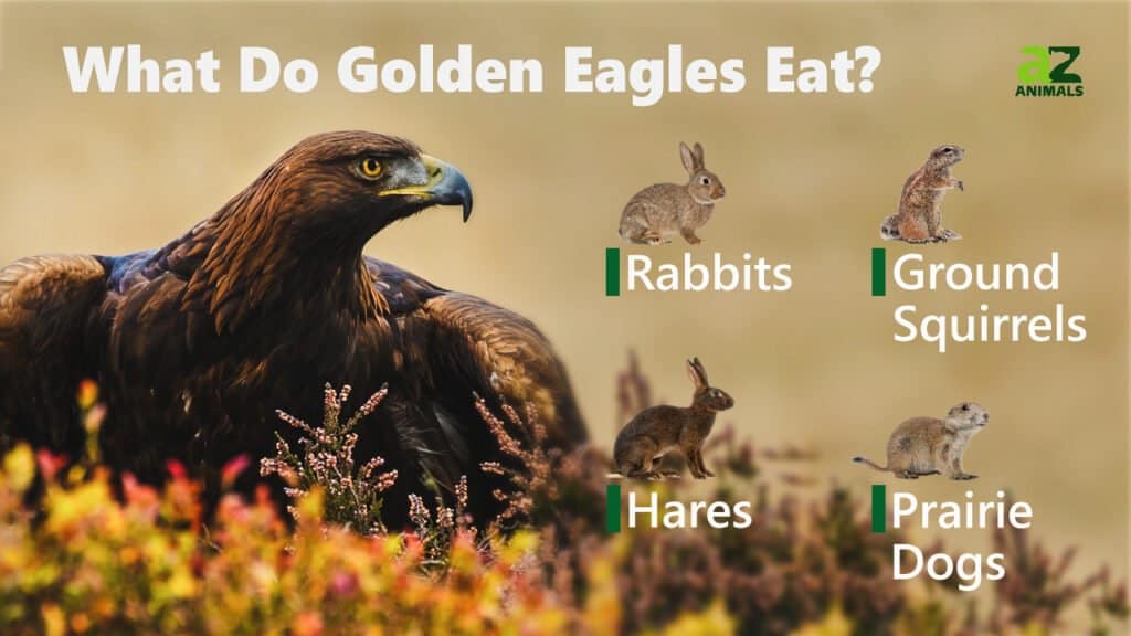 do eagles eat dogs