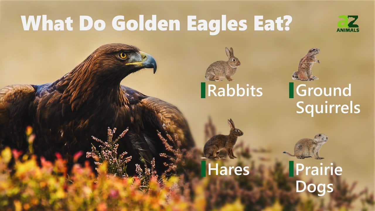 What do Golden Eagles Eat? - Unianimal