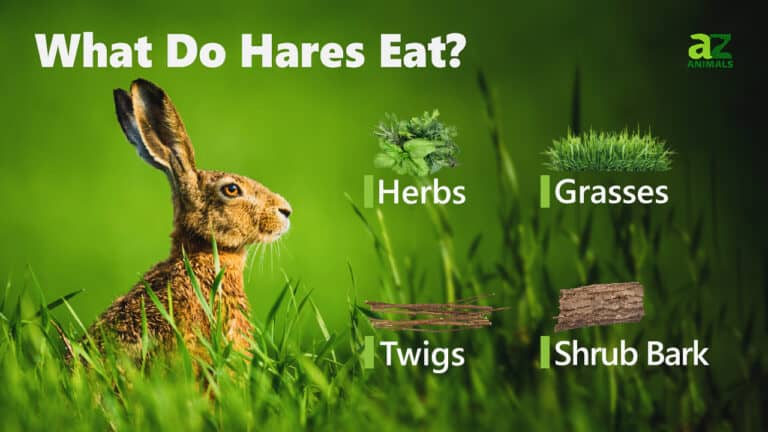 What Do Hares Eat? Their Diet Explained - A-Z Animals