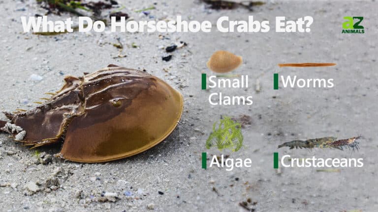 what does a horseshoe crab eat