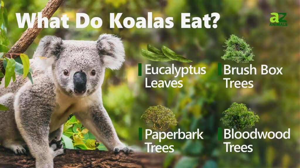 What Do Koalas Eat A Z Animals