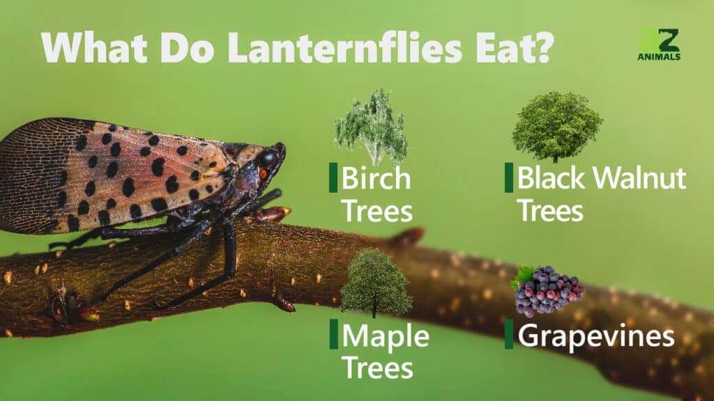 What Do Lanternflies Eat? 16 Foods in Their Diet AZ Animals