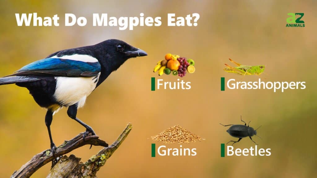 feeding magpies mince