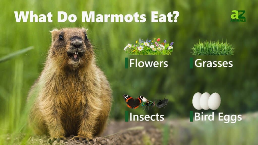 what do groundhogs eat
